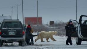 Nuisance Bear