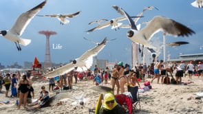 New York Times 'Life Needs Truth' - Director: Kim Gehrig