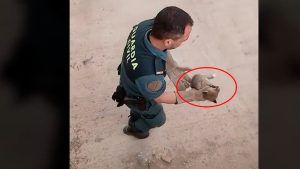 Rescatan una diminuta cría de zorro que estaba atrapada en las obras del AVE de Níjar (Almería)