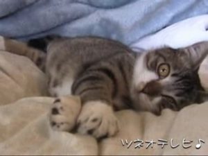 Kitten's Pippi 1