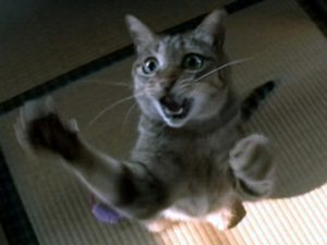 Cat The Lala