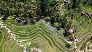 Drone view of beautiful green landscape