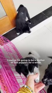 Woman Breaks Down While Saving Helpless Puppies 💔🐶❤️