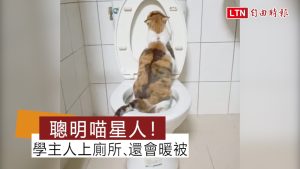 聰明喵星人！學主人馬桶上廁所、還會暖被