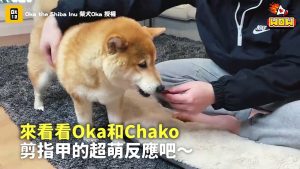 全身細胞抗拒剪指甲！柴柴像條蟲蠕動哀哀叫