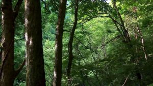 Awaking - Michiko Tanaka - New Age HD 1080p