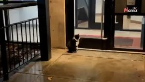 Desde hace varios días, un gato espera frente a un edificio: un vecino decide coger el teléfono para ayudarle