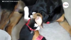 Cachorro beagle se acerca al rottweiler: 4 millones de personas se quedan sin respiración (Vídeo)