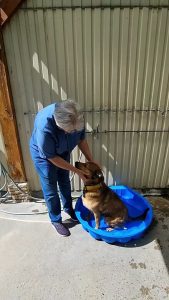 Comment les refuges de chiens et chats s'adaptent-ils à la chaleur ? Les astuces de la SNPA de Rouen (76).