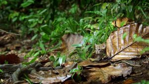 Le Chat rubigineux