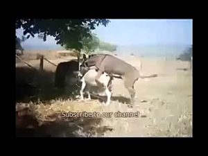 Animals video new Donkey reproduction~1