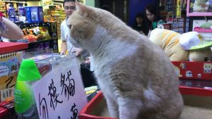 尖東忌廉哥 Cream Brother
