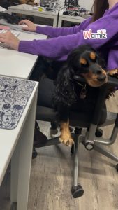 Journée internationale des chiens au bureau