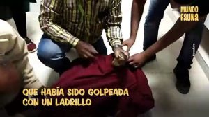 La recuperación de una cobra gigante que fue lastimada por unos aldeanos