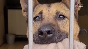 Tras 4 años en el refugio, esta perrita de mirada suplicante no entiende por qué nadie la quiere