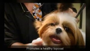 Short Hair Dog & Cat Rake Video Summary
