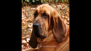Dog anatomy - Video Learning - WizScience.com