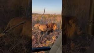 Up Close With the Lion King