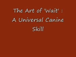 Man Control Two Rottweilers and 8 Pitbulls Amazing