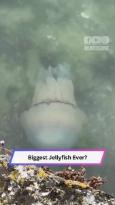 Beachgoer Finds Massive Jellyfish—It’s Bigger Than His Head! 😱