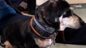 They abandon their senior dog without looking back: Thousands rally to help him
