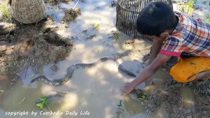 Curious! Why These Kids Catch Big Water Snake in the Farm