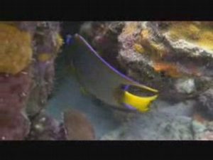 Bonaire Behavior and Habitat prt 3