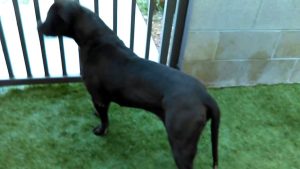 Old film❤️Heartthrob 4y A590313 American Staffordshire Terrier just enjoying a bit of petting at Pima Animal Care Center❤️4000 N. Silverbell Tucson AZ 520-724-5900 on 4-3-2017adopted6-2-2017