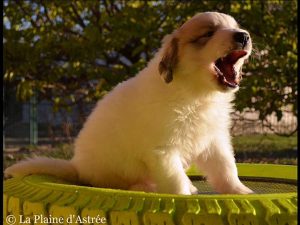 Chiot montagne des pyrénées male 4 patou de Gérone de la Plaine d'Astrée à 5 semaine