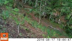 Un chat forestier dans la Réserve naturelle nationale de Chastreix Sancy