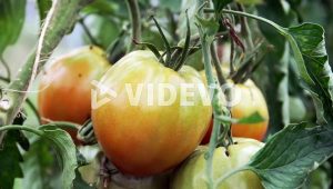 Revealed Growing Tomato Plants In A Cultivated Farm Garden