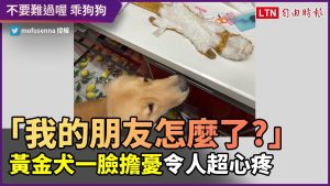 「我的朋友怎麼了嗎？」黃金犬一臉擔憂　讓人超心疼