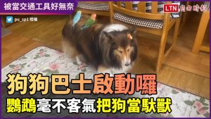 巴士啟動囉！鸚鵡毫不客氣將狗當馱獸