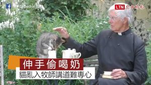 趁牧師不注意狂偷奶喝！教堂直播講道亂入貓吸走全體目光