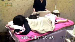 Un chat employé dans un salon de massage !