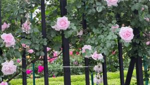 Rose Garden in NY