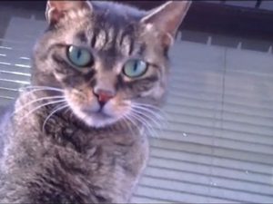 自動販売機で１００円だった猫にネコパンチされて右によろけたらボス猫が待ち構えていた！