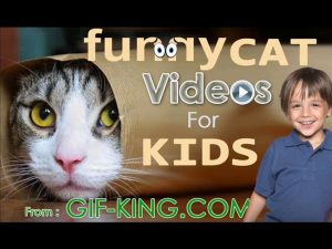 Funny Cat Videos for Kids