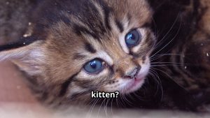Why Do Kittens Play ? Cute But Important For Development