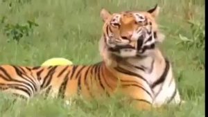 lion tiger and black beer are live toghter.