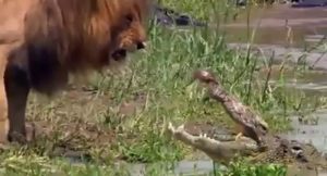 lion vs corocodile