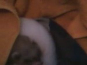 bébé furet et bébé chat 3