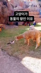 고양이가 동물의 왕인 이유