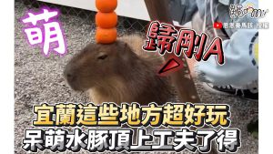 宜蘭去這些地方超好玩 呆萌水豚頂上工夫了得