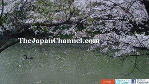 What Japanese Snake is This?