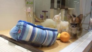 $15,000 Puppy in Japan!!!