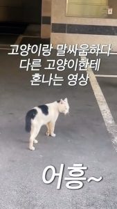 고양이랑 말싸움 하다가 혼남