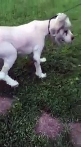 Abandonnée pendant 6 ans : ce chien reprend goût à la vie