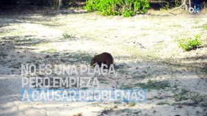 Los expertos alertan por la expansión en España de este animal: no es una plaga, pero empieza a causar problemas