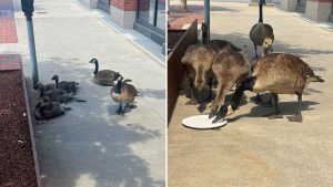 Kindhearted Passerby Tries To Get Water For Geese Shading In 100-Degree Heat | Happily TV